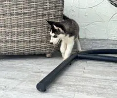 Purebred Siberian Husky puppies for sale