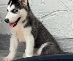 Purebred Siberian Husky puppies for sale