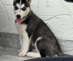 Purebred Siberian Husky puppies for sale