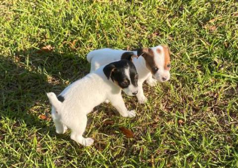 Short-legged Rat Terriers