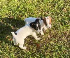 Short-legged Rat Terriers