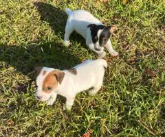 Short-legged Rat Terriers