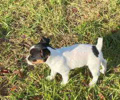 Short-legged Rat Terriers