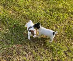 Short-legged Rat Terriers
