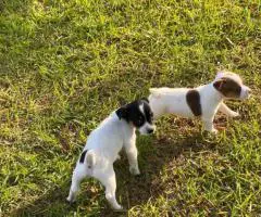 Short-legged Rat Terriers