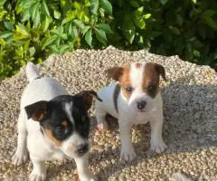 Short-legged Rat Terriers