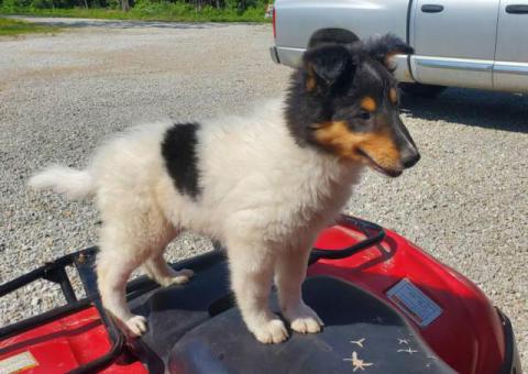 Sable and tri Rough collie puppies for sale
