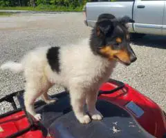 Sable and tri Rough collie puppies for sale