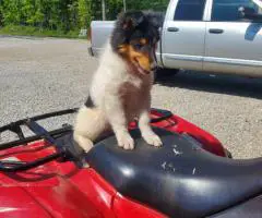 Sable and tri Rough collie puppies for sale