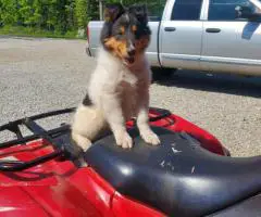 Sable and tri Rough collie puppies for sale