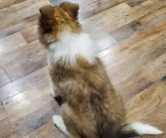 Sable and tri Rough collie puppies for sale