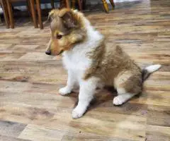 Sable and tri Rough collie puppies for sale