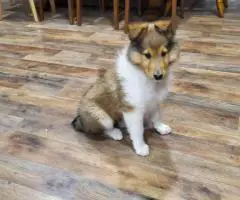 Sable and tri Rough collie puppies for sale