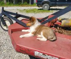 Sable and tri Rough collie puppies for sale