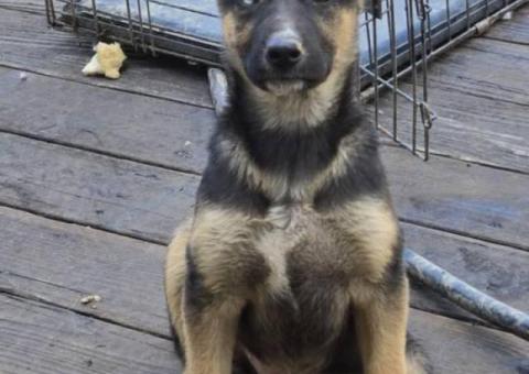 2 German Shepsky puppies available