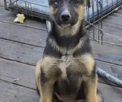 2 German Shepsky puppies available