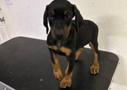 4 AKC registered Doberman Pinscher puppies for sale