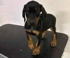 4 AKC registered Doberman Pinscher puppies for sale