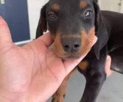 4 AKC registered Doberman Pinscher puppies for sale