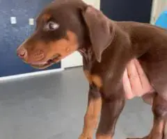 4 AKC registered Doberman Pinscher puppies for sale