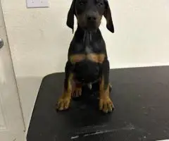 4 AKC registered Doberman Pinscher puppies for sale