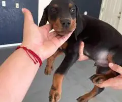 4 AKC registered Doberman Pinscher puppies for sale