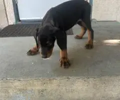 4 AKC registered Doberman Pinscher puppies for sale