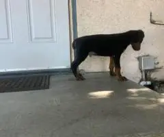 4 AKC registered Doberman Pinscher puppies for sale