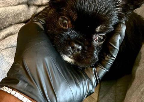 AKC registered fluffy Frenchie puppies ready for new homes