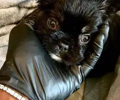 AKC registered fluffy Frenchie puppies ready for new homes