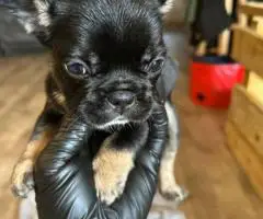 AKC registered fluffy Frenchie puppies ready for new homes