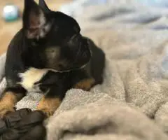 AKC registered fluffy Frenchie puppies ready for new homes