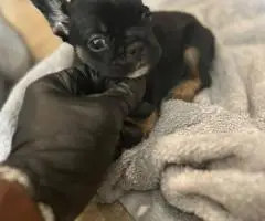 AKC registered fluffy Frenchie puppies ready for new homes