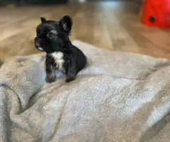 AKC registered fluffy Frenchie puppies ready for new homes