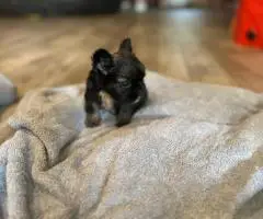AKC registered fluffy Frenchie puppies ready for new homes