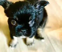 AKC registered fluffy Frenchie puppies ready for new homes