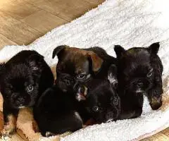 AKC registered fluffy Frenchie puppies ready for new homes