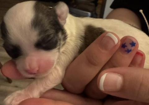 4 Sweet Maltese Shih Tzu mix puppies