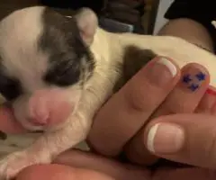 4 Sweet Maltese Shih Tzu mix puppies