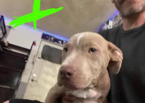 2 Fawn Pitbull puppies for sale