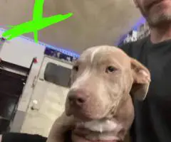 2 Fawn Pitbull puppies for sale