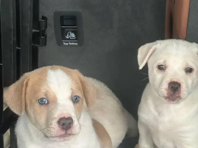 3 Aussiedor puppies for sale