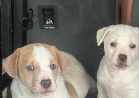 3 Aussiedor puppies for sale