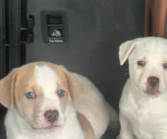 3 Aussiedor puppies for sale