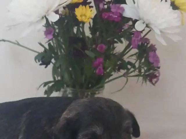 Purebred miniature schnauzer puppies for sale