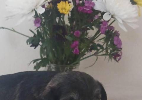 Purebred miniature schnauzer puppies for sale