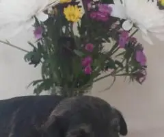 Purebred miniature schnauzer puppies for sale