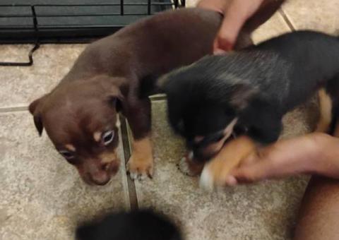 3 boy Chiweenie puppies for sale