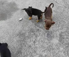 3 boy Chiweenie puppies for sale