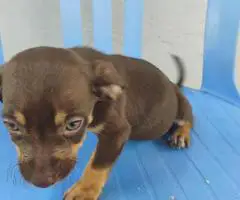 3 boy Chiweenie puppies for sale